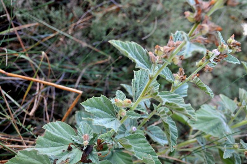 Pianta foce del Coghinas - Althea officinalis